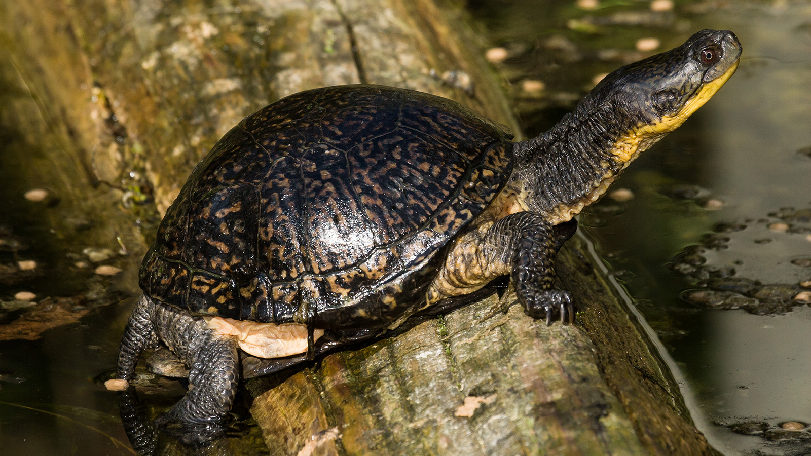 Blanding’s turtle