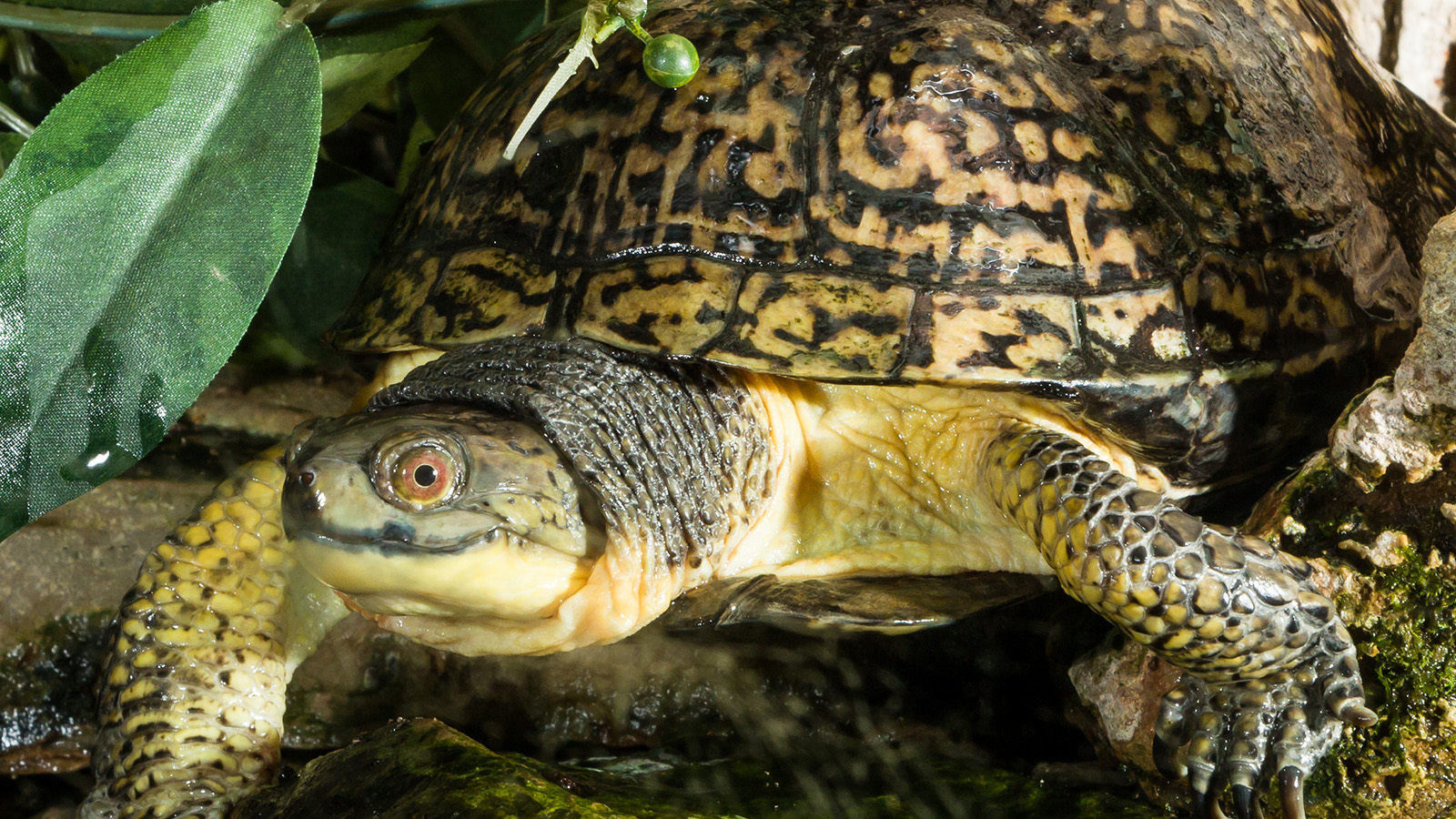 Blanding’s turtle