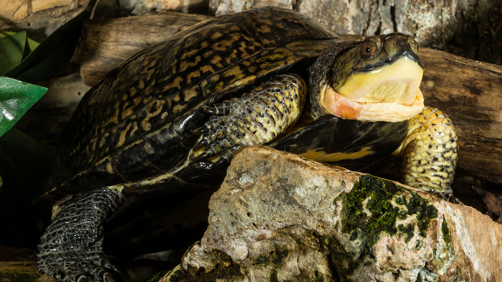 Blanding’s turtle