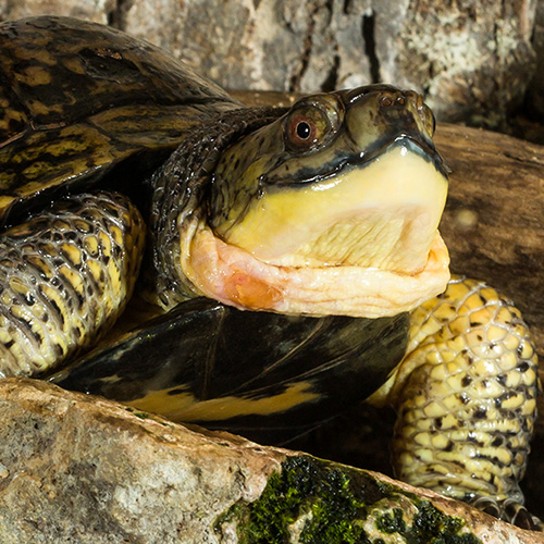 Blanding’s turtle