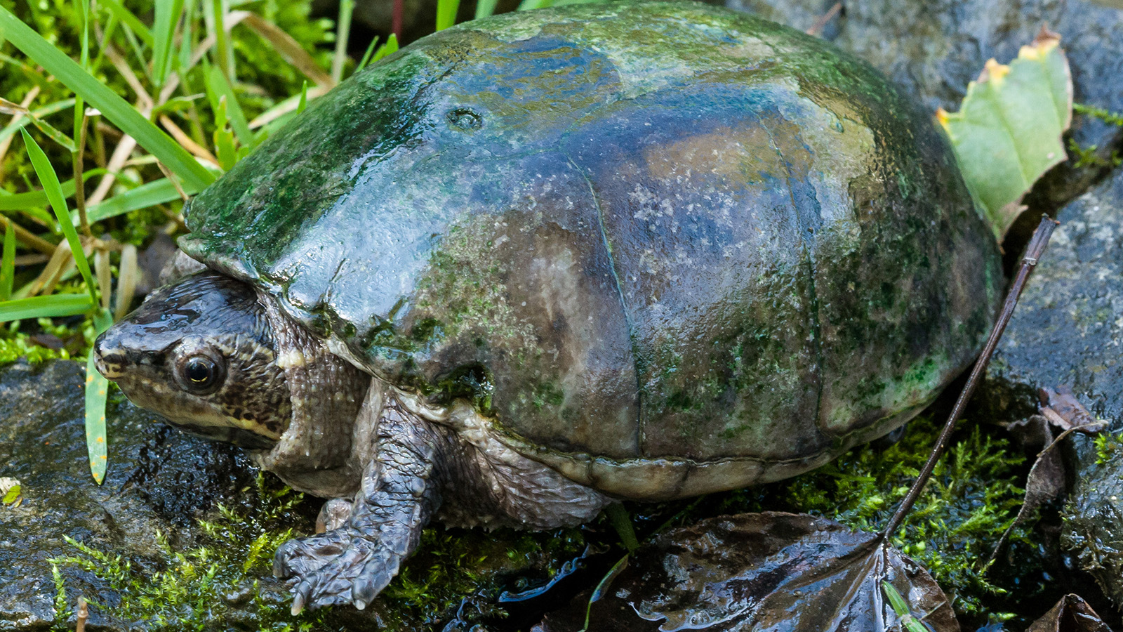 Musk turtle