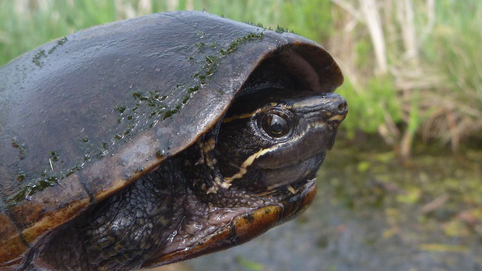 Musk turtle