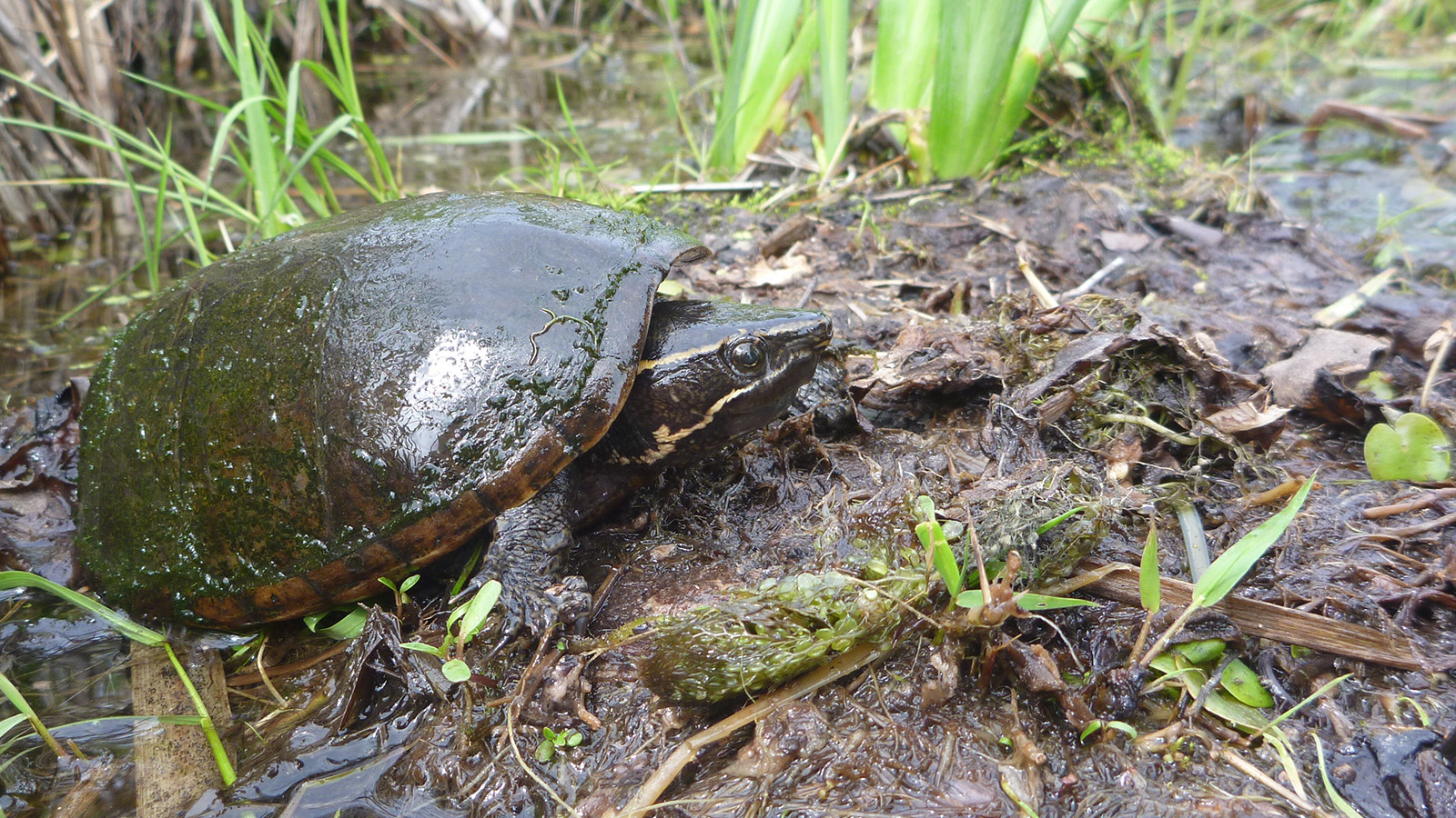 Tortue musquée