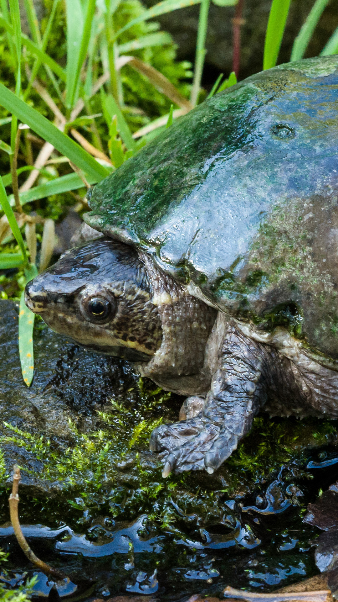 Musk turtle