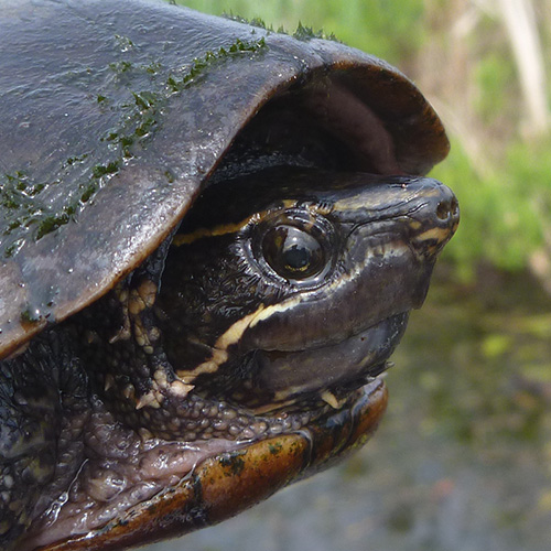 Musk turtle