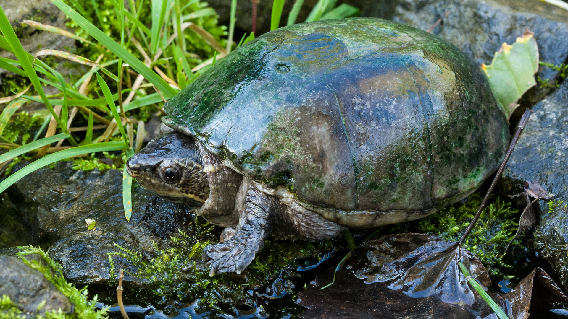 Musk turtle