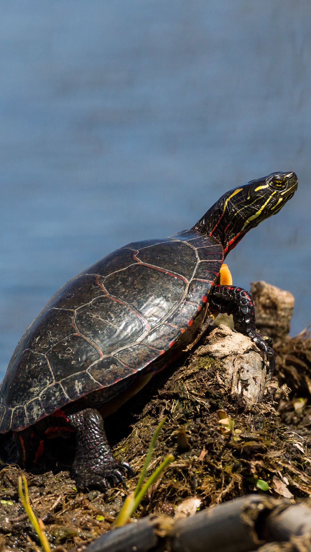 painted turtle