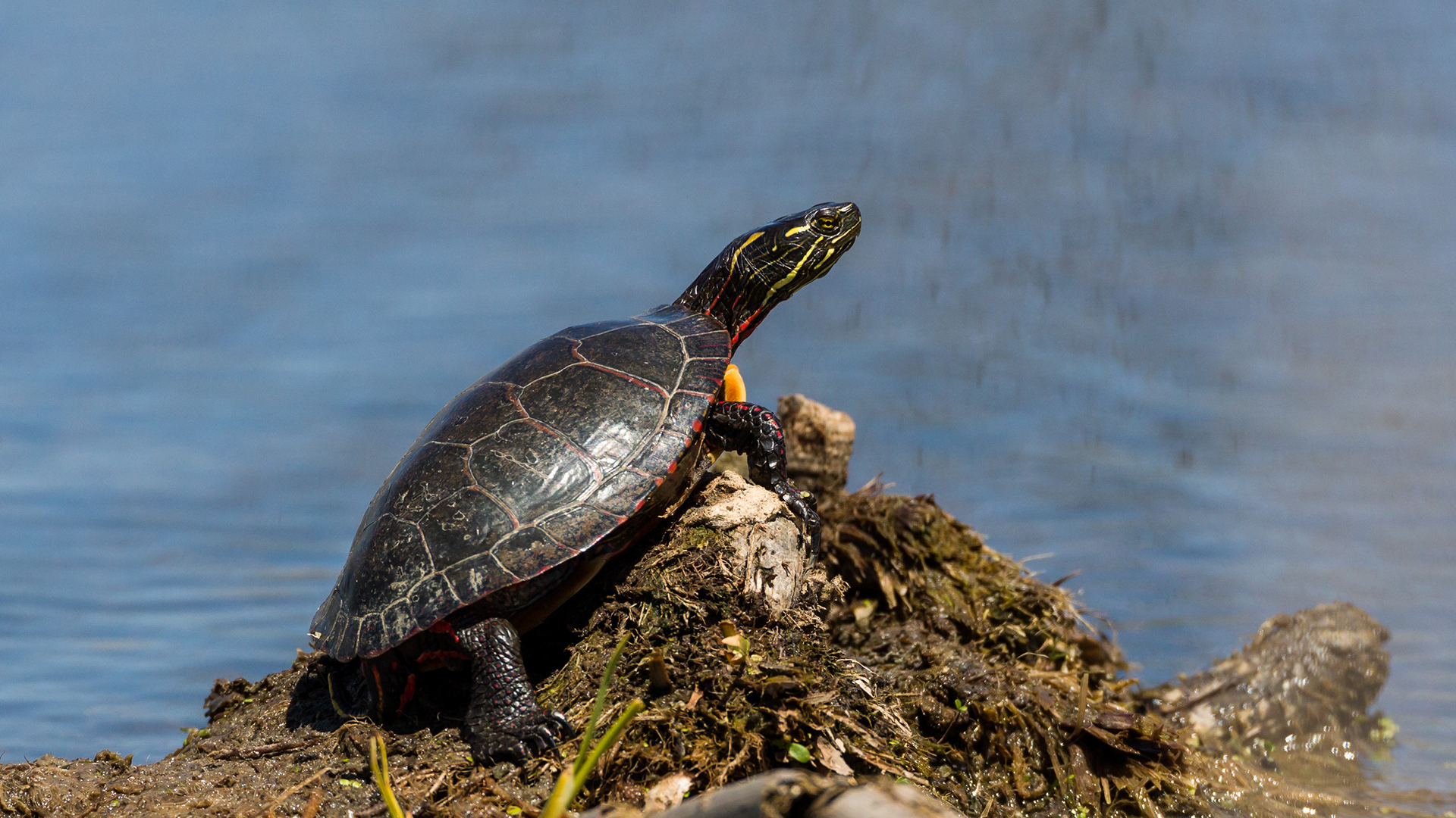 painted turtle