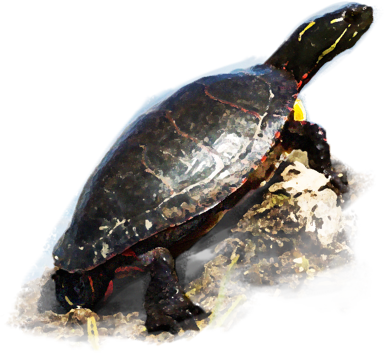 painted turtle