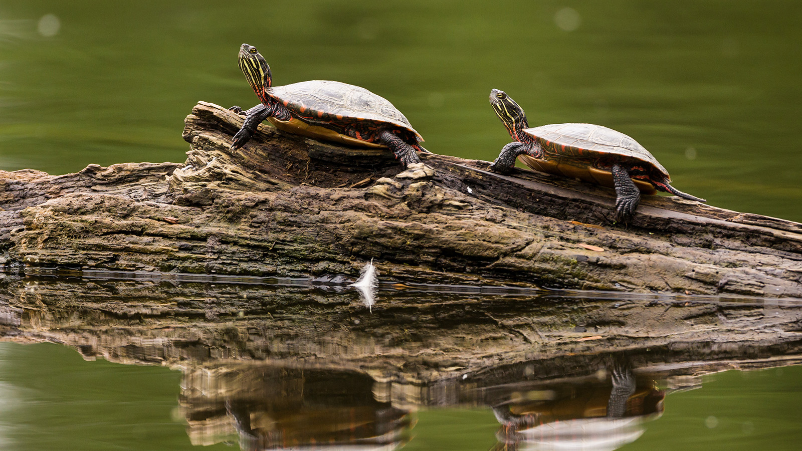 paited turtles on a log