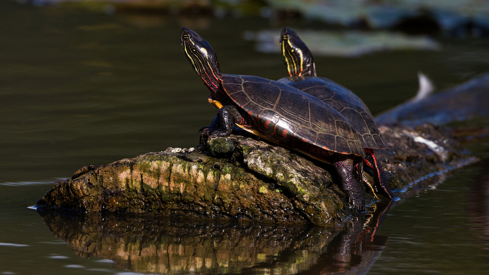 two painted turtles