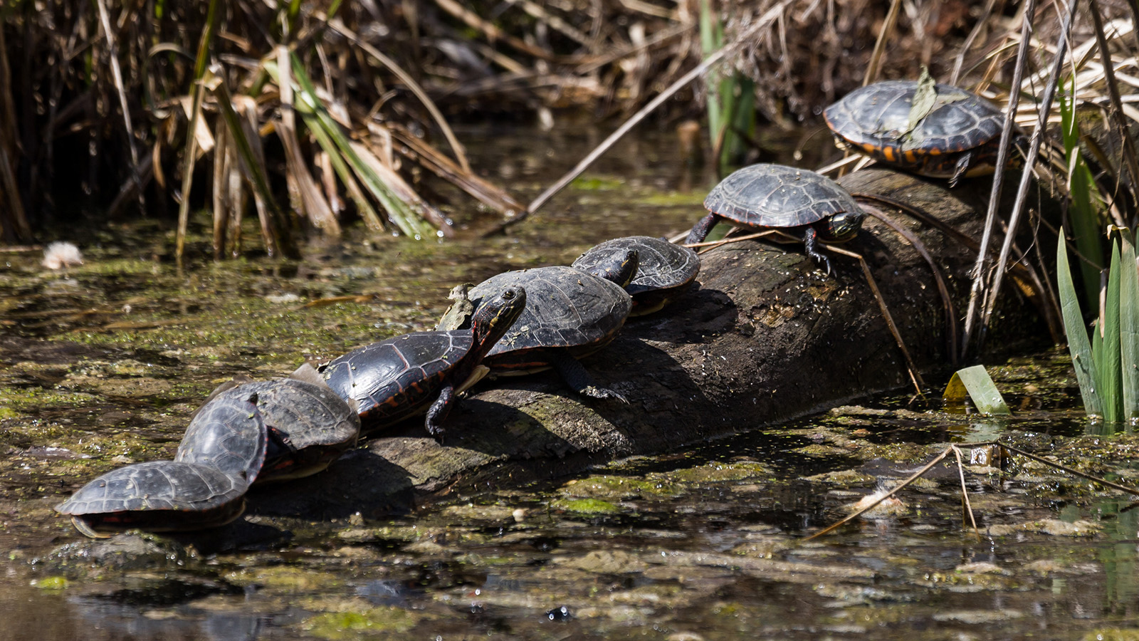 multiple painted turtles