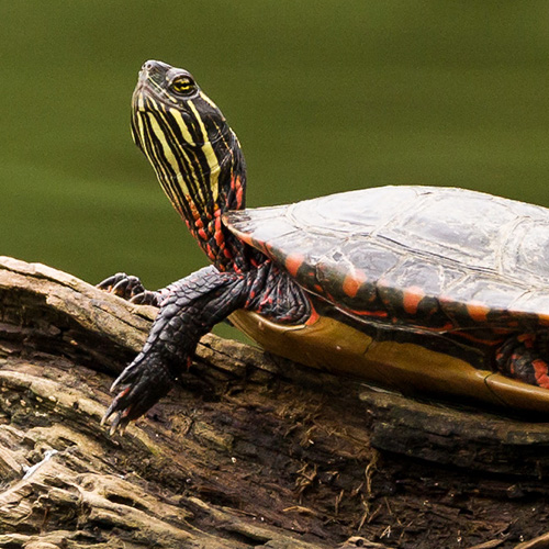 painted turtle