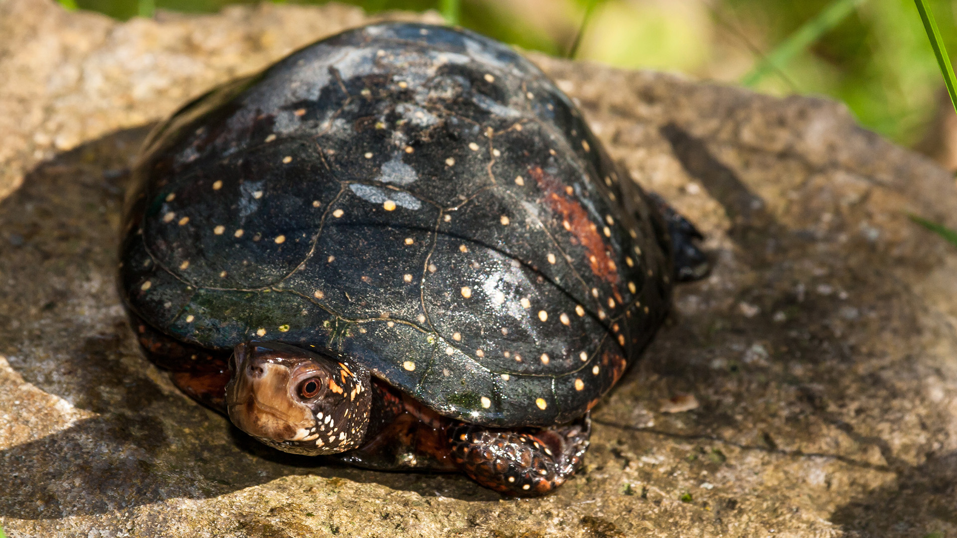 Spotted turtle