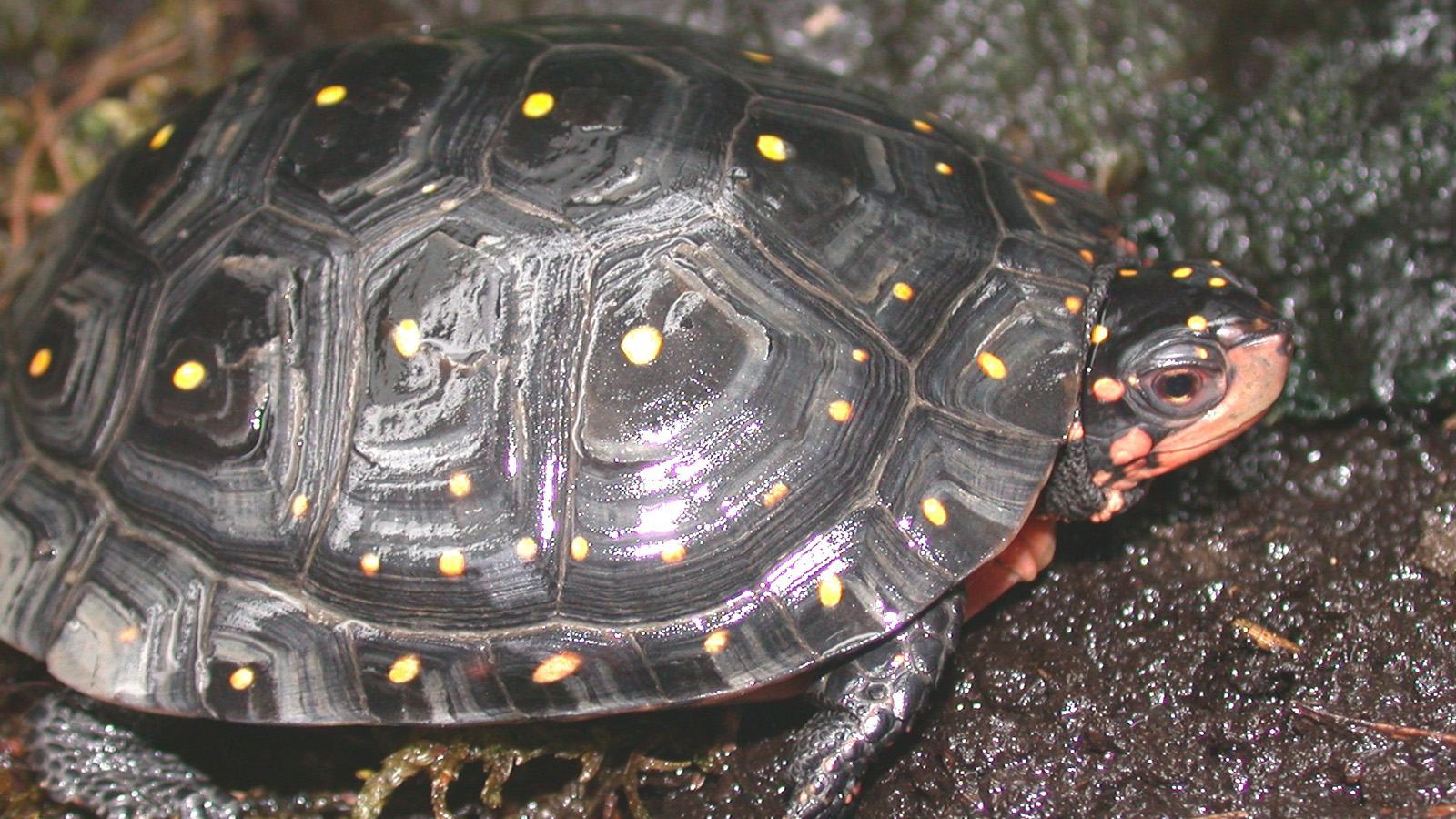 Spotted turtle