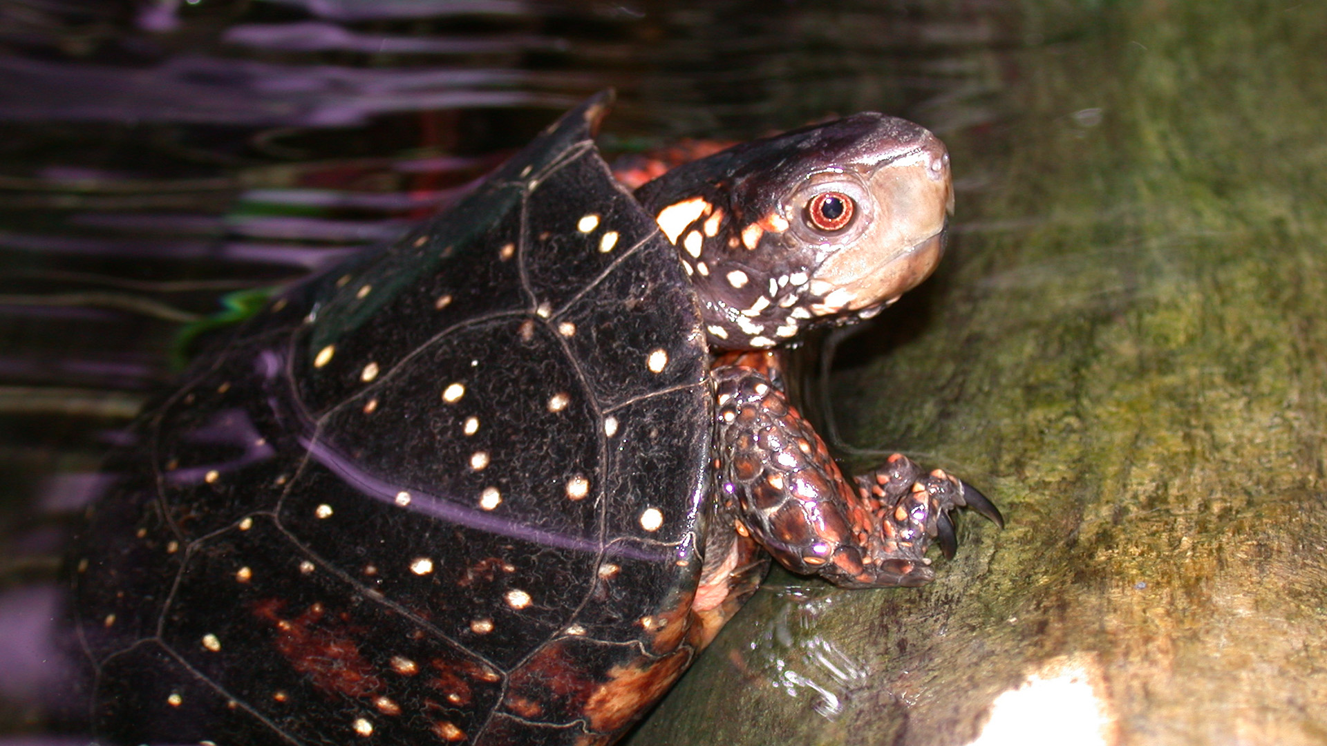 Spotted turtle