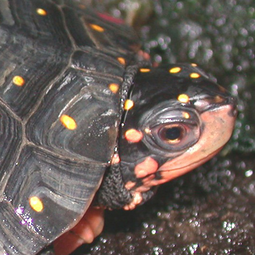 Spotted turtle