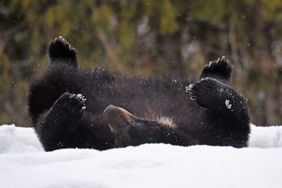 ours noir étendu dans la neige