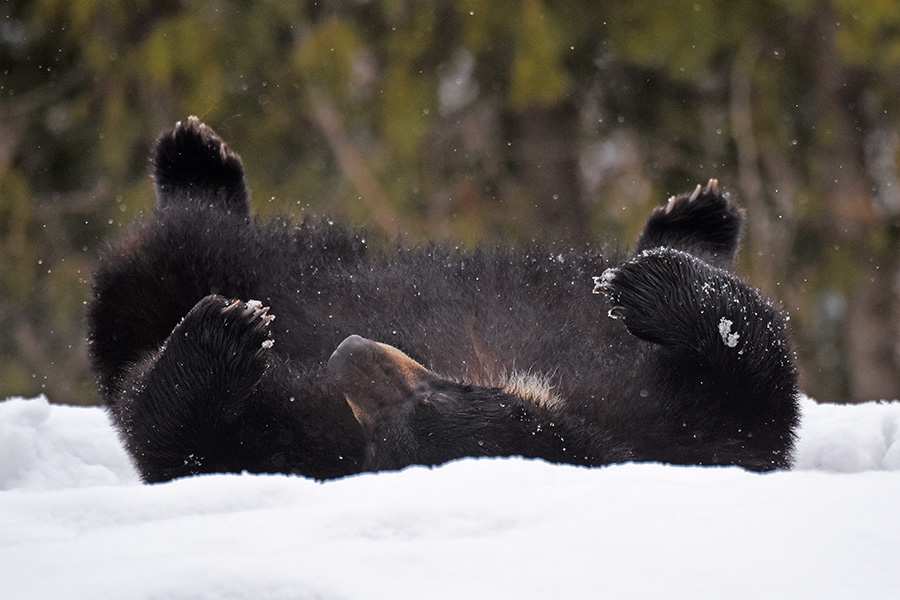 black bear resting