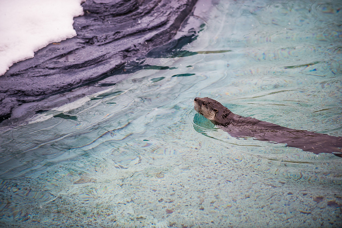 loutres de rivière dans leur bassin au Zoo Ecomuseum