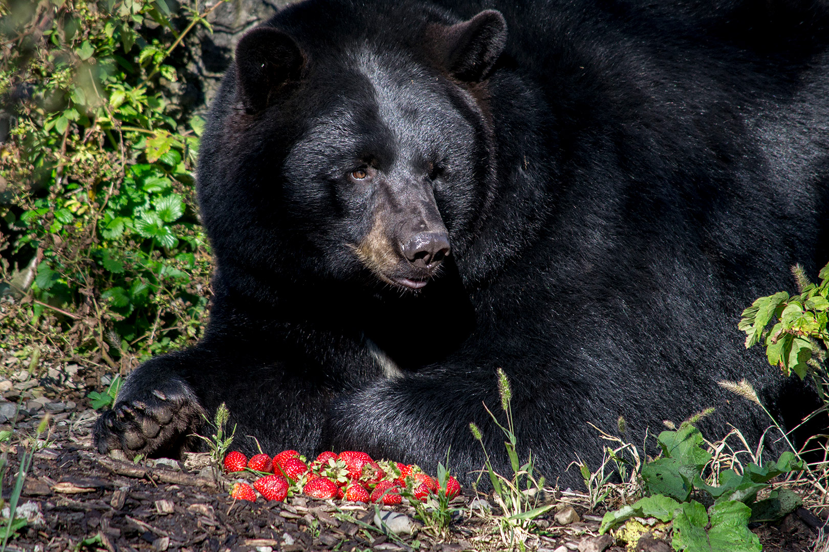 Black bear